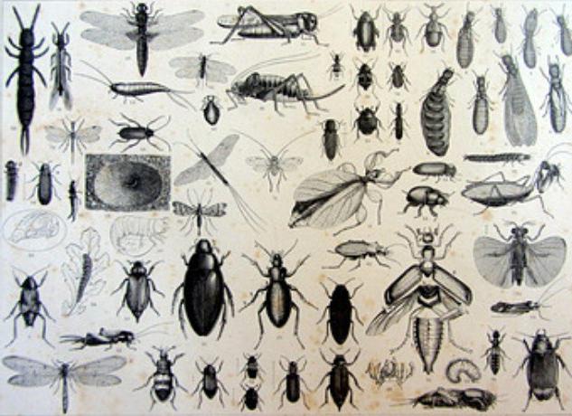 энтомология наука о насекомых
