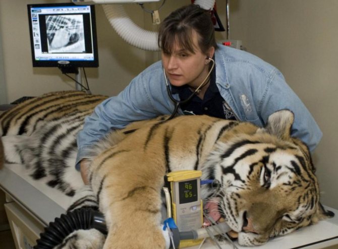 Ветеринар проводит обследование тигра